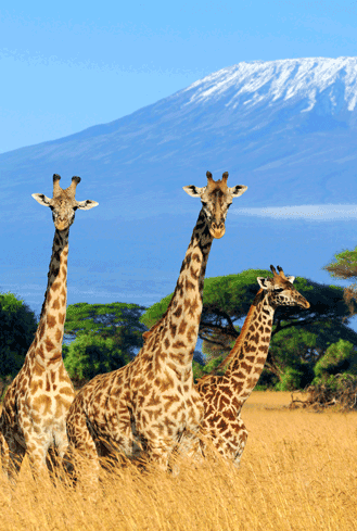 Giraffes graze on African savannah near Kilimanjaro