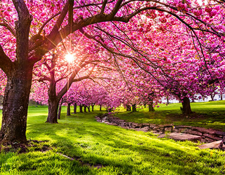 Spring
