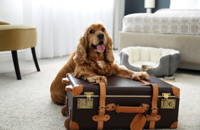 Pet-friendly-Hotels.jpg